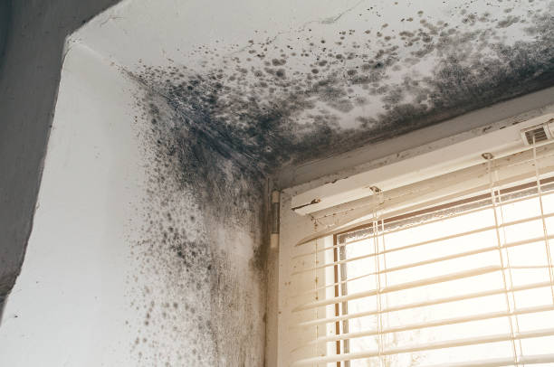 Affordable Basement Mold Removal solutions in Parker Ford, PA