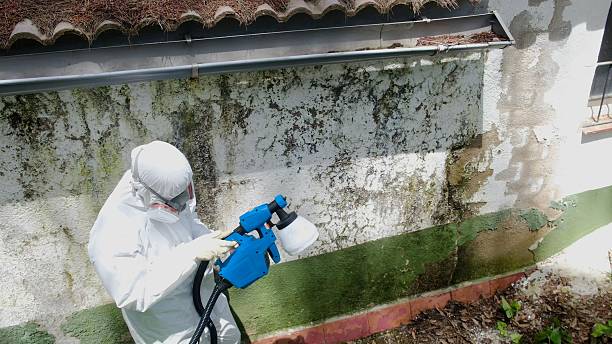 Top rated local Basement Mold Removal specialists in Parker Ford, PA